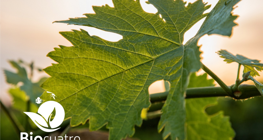 Bioestimulantes en la Agricultura