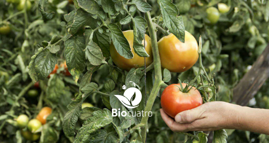 Los bioestimulantes vegetales contienen sustancias y/o microorganismos cuya función es estimular los procesos naturales para mejorar la captación, asimilación y eficiencia de los nutrientes, la tolerancia al estrés abiótico, y la calidad de los cultivos.