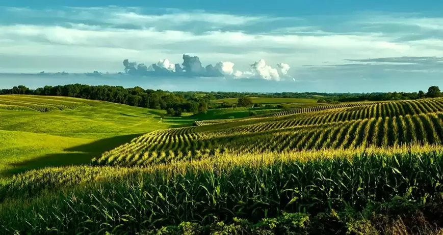 We grow fresh, organic produce using clean methods that protect nature, healthy food.